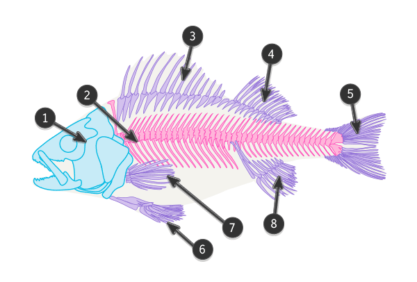 Анатомия скелета типичной рыбы
